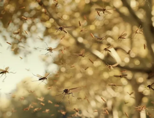 La adaptación del mosquito Aedes aegypti al cambio climático podría elevar el riesgo de dengue, según un estudio